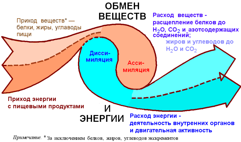 Гранулема при вросшем ногте Гранулема при вросшем ногте