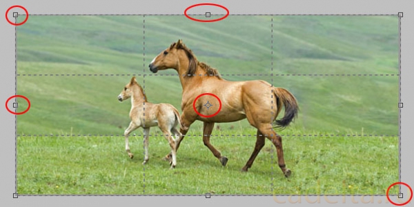 Как гармонично кадрировать фотографию в Adobe Photoshop? (обзор метода grop и основ композиции)