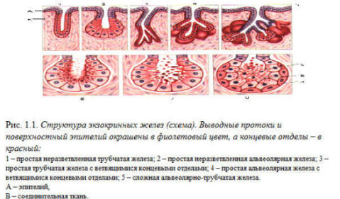 Эпителиальные ткани: покровный и железистый эпителий.