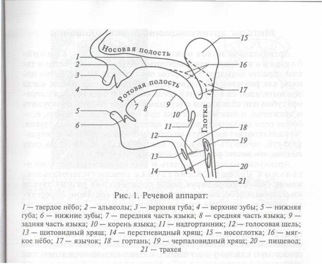 Органы речи человека. Схема строения артикуляционный аппарат. Строение речевого аппарата фонетика. Строение голосового аппарата схема. Строение артикуляционного отдела речевого аппарата.