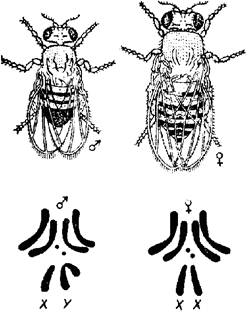 Гомогаметный пол у дрозофил