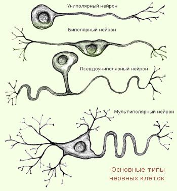 Нейрон схема вставочный