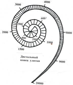 Вестибулярная лестница заполнена какой жидкостью