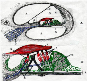 Строение улитки и спирального органа рисунок 86